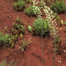 Image result for Eriospermum