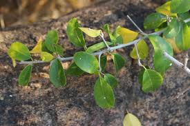 Image result for Maclura africana