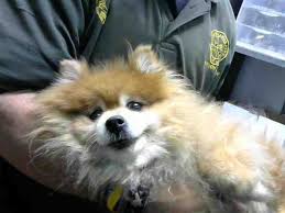 Adopt a dog this weekend at a lifeline shelter! Pomeranian Dog For Adoption In Atlanta Ga Adn 757550 On Puppyfinder Com Gender Male Age Senior Dog Adoption Pomeranian Dog Dogs