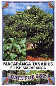 Image result for Macaranga schweinfurthii