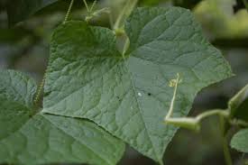 Image result for Sicyos