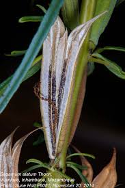 Image result for Sesamum alatum