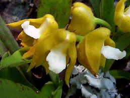 Image result for Polystachya campyloglossa