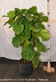 Fiddle Leaf Fig Full Size Ficus Lyrata Plants For Sale Online Ficus Lyrata Ficus Plants For Sale Online