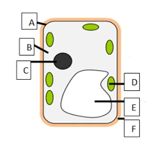 Plant cell wall diagram with labels. Label The Diagram Of Plant Cell I A Cell Wall B Cytoplasm C Vacuole D Chloroplasts E Nucleus Brainly In