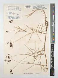 Image result for Pycreus mundtii