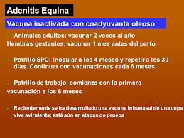 Check spelling or type a new query. Vacunas En Equinos Ppt Video Online Descargar