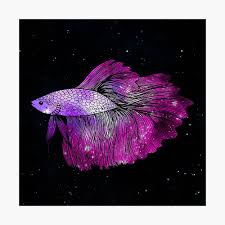 Live betta fish male hot pink butterfly feather tail. Pink Betta Fish Galaxy Poster By Julieerindesign Redbubble