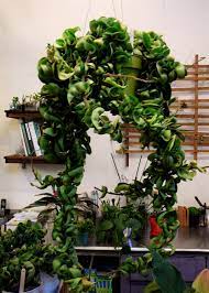 Hindu Rope Hoya Hoya Compacta Hindu Rope Plant Hanging Plants Hanging Plants Indoor