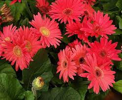 Kinds Of Daisy Flowers Daisy Flower Orchid Flower Beautiful Flowers Garden