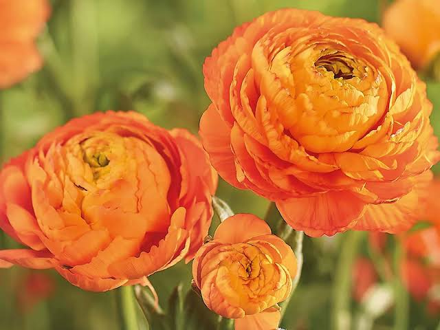 Ranunculus Orange — pack of 15 – Garden Plants Online