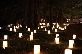 So Magical Proposal Forest Lights Wedding Proposals Woodland Wedding Lights