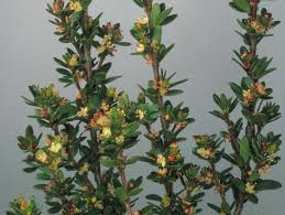 Image result for Picrodendraceae