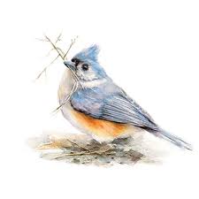 Maybe you would like to learn more about one of these? Amazon Com Tufted Titmouse Watercolor Art Print Bird Nesting Handmade