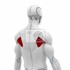 Learn vocabulary, terms and more with flashcards, games and other study tools. Infraspinatus Muscles Anatomy Map Leinwandbilder Bilder Knorpel Spater Sehne Myloview De