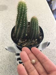 Pick a stand and ball style and color that best suits the garden where you wish to place the ball. What Are These Tiny Fuzzy Balls Coming Off Of My Cactus Cactus