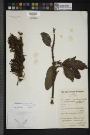 Image result for Phragmanthera usuiensis