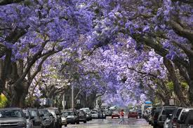 Maybe you would like to learn more about one of these? Jacarandas You Either Love Them Or Hate Them Los Angeles Times