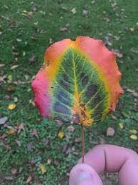 Autumn Leaf Color Wikipedia