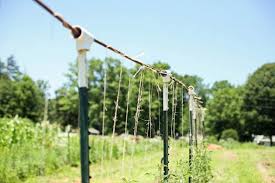 Well, you now have 23 different options for creating a trellis for your cucumbers. How To Support Tomato Plants Lady Lee S Home