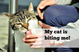 To figure out the reasons behind kitten biting, ask yourself what the cat gets out of it. How To Stop My Cat From Biting Me Fluffy Kitty
