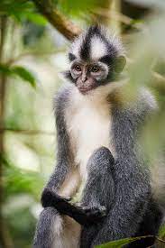 Thomas Leaf Monkey Orangutan Gunung Leuser National Park Animals Of The World
