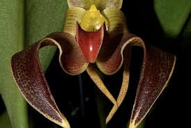 Image result for Bulbophyllum encephalodes
