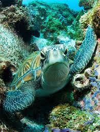 Photo By Rowland Cain On Flickr Sea Turtle Animals Sea Animals