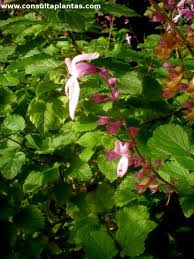 Image result for Ocimum labiatum