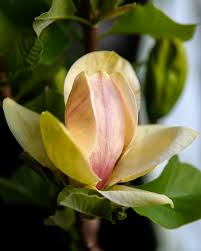 Image result for magnolie sunsation