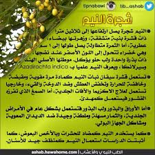 شجرة النيم Herbs Azadirachta Indica Macrobiotic