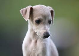 Lancaster puppies advertises puppies for sale in pa, as well as ohio, indiana, new york and other states. Researchbreeder Com Find Healthy Puppies From Ethical Breeders