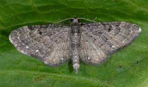 Image result for Eupithecia tripunctaria
