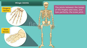 It is the smallest bone in the human body. Hinge Joints Youtube