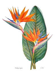 Image result for Strelitzia