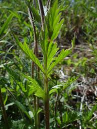 Image result for Eriosema pentaphyllum