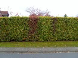 Image result for Živý plot z habru