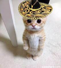 Updated daily, for more funny memes check our homepage. Cute Cat In Hat Blank Template Imgflip