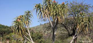 Image result for Aloidendron barberae