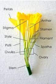 Waldorf Class 5 Botany Parts Of A Flower Parts Of A Flower Biology Plants Plant Science