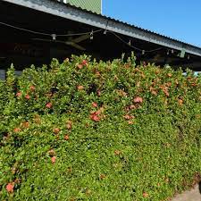 Pokok ini sangat cantik untuk dijadikan pokok pagar. Gambar 10 Tanaman Pagaran Paling Cantik Impiana