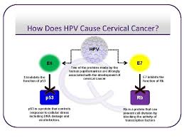 Almost all cases of cervical cancer are caused by the human papillomavirus (hpv). Cervical Cancer What Is Cancer L L L