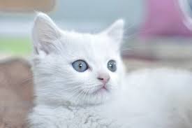 Saya pilih nama yang sekiranya cocok dan bagus untuk kucing berbulu putih baik jantan maupun betina. Senarai Nama Kucing Melayu 81021 Nama Untuk Kucing Comel Lucu Dan Unik