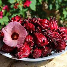 Image result for Hibiscus barbosae
