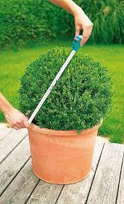 Buxus hecke wird neu gestaltet. Buchsbaum Schneiden Selbst De Buchsbaum Garten Garten Garten Pflanzen