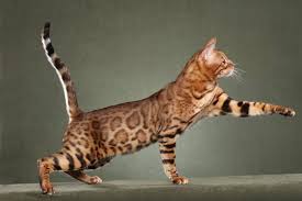 Wherever you are in australia, from melbourne to sydney to brisbane to keep your cat or kitten's vet visits constant it's always good to go and see a vet regularly. 55 Amazing Toyger Cat Pictures And Photos