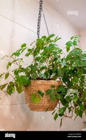 Image result for Rhoicissus