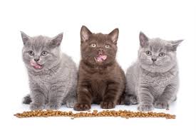 Persuading your cat to eat. Best Cat Food Brands With No Recalls Of 2021 We Re All About Cats