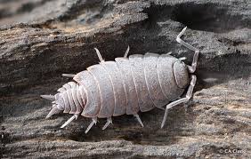 Image result for Polhillides