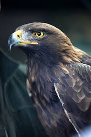 Birds Of Prey Animals Untitled Birds Of Prey Animals Beautiful Pet Birds